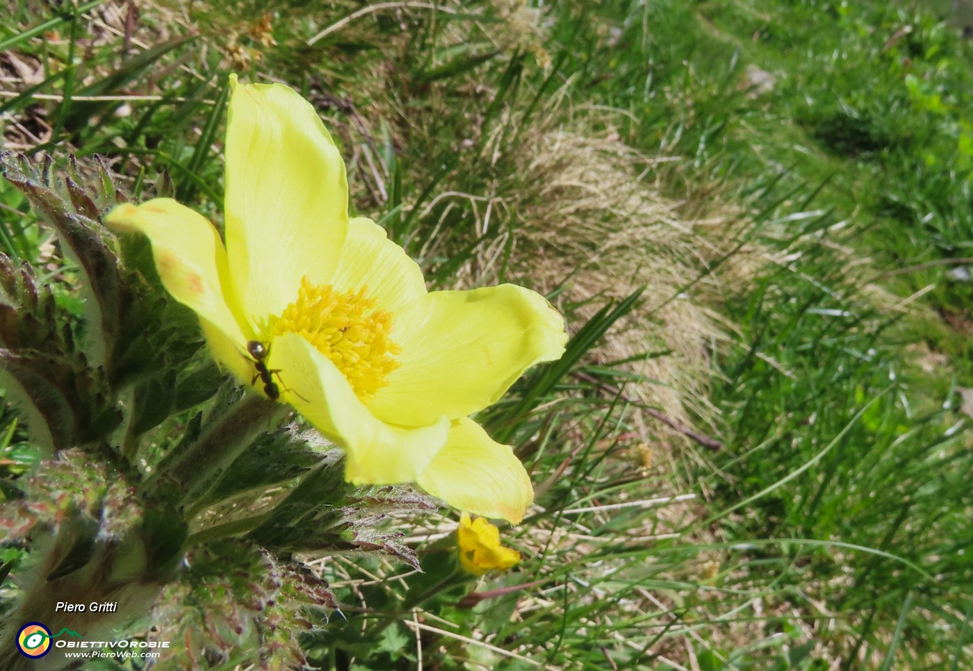59 Pulsatilla alpina sulphurea (Anemone alpino).JPG